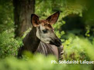 Ph. Solidarité Laïque